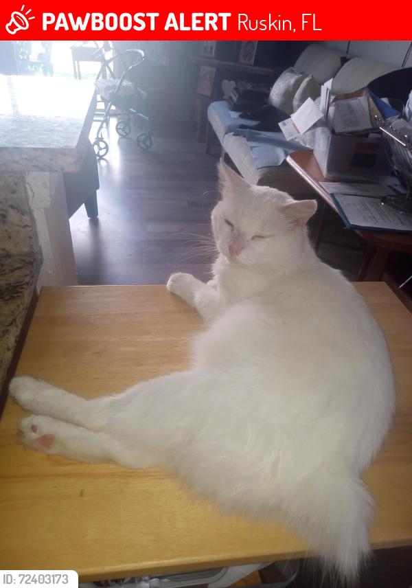 Lost Male Cat last seen 15th ruskin, Ruskin, FL 33570