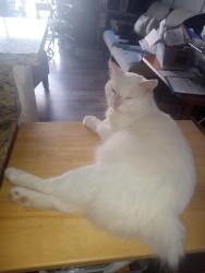 Lost Male Cat last seen 15th ruskin, Ruskin, FL 33570