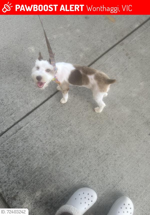 Lost Female Dog last seen Near McBride ave, Wonthaggi, VIC 3995