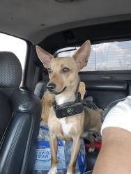 Lost Male Dog last seen Grand Oaks Reserve , Cleveland, TX 77327