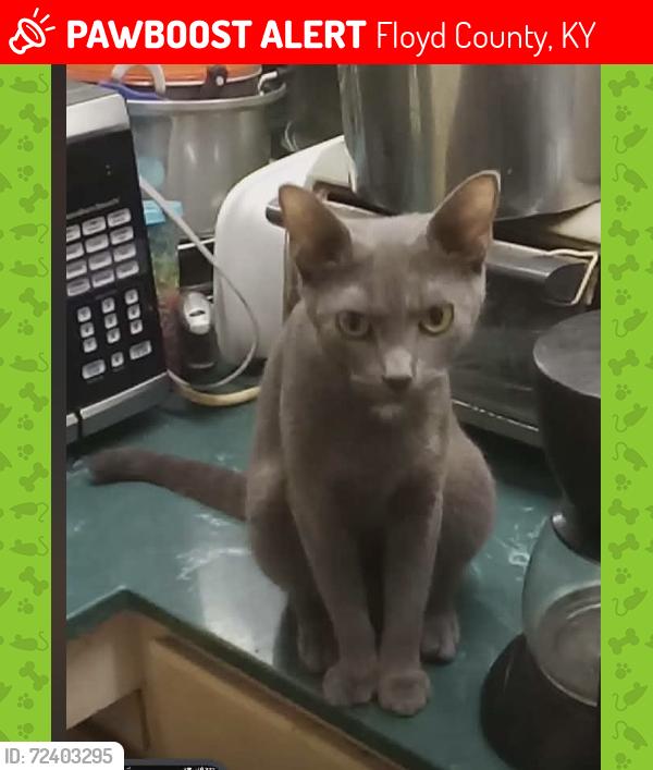 Lost Female Cat last seen Slick rock branch , Floyd County, KY 41653