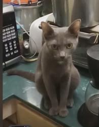 Lost Female Cat last seen Slick rock branch , Floyd County, KY 41653