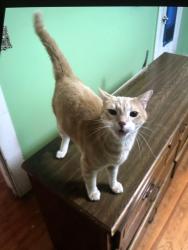Lost Male Cat last seen Williamston Mineral Spring Park, Williamston, SC 29697