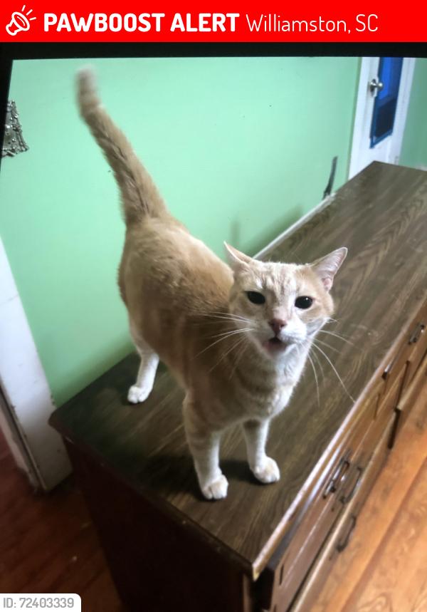 Lost Male Cat last seen Williamston Mineral Spring Park, Williamston, SC 29697