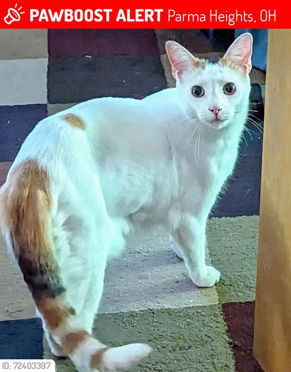 Lost Female Cat last seen North Church Towers building 2 , Parma Heights, OH 44130