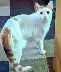 Lost Female Cat last seen North Church Towers building 2 , Parma Heights, OH 44130