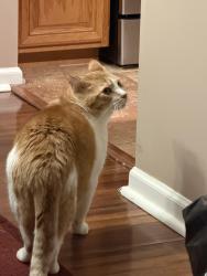 Lost Male Cat last seen 22 mile between Hayes & Schoenherr , Shelby Township, MI 48315