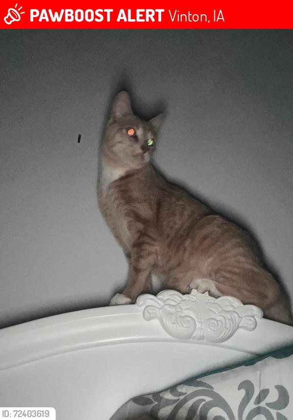 Lost Male Cat last seen North of Pam’s Storage in Urbana, Vinton, IA 52349