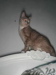 Lost Male Cat last seen North of Pam’s Storage in Urbana, Vinton, IA 52349