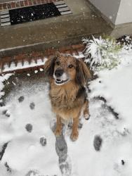 Reunited Male Dog last seen Canberra road, Lafayette, LA 70503