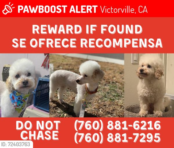 Lost Female Dog last seen Sitting Bull St and Eleventh St, Victorville, CA 92395