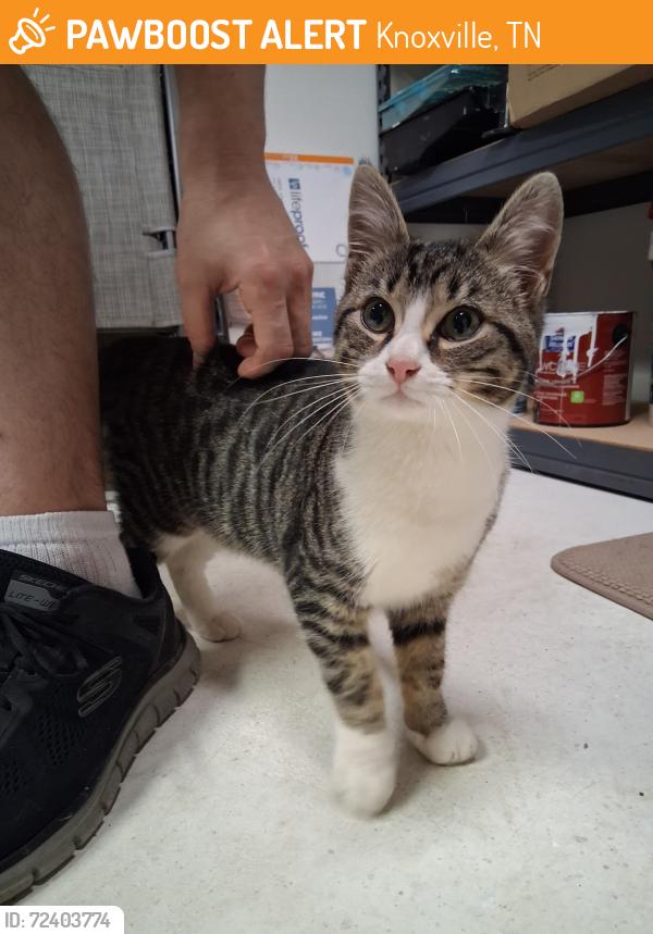 Rehomed Male Cat last seen Belle Terra Road, Knoxville, Tn 37923, Knoxville, TN 37923