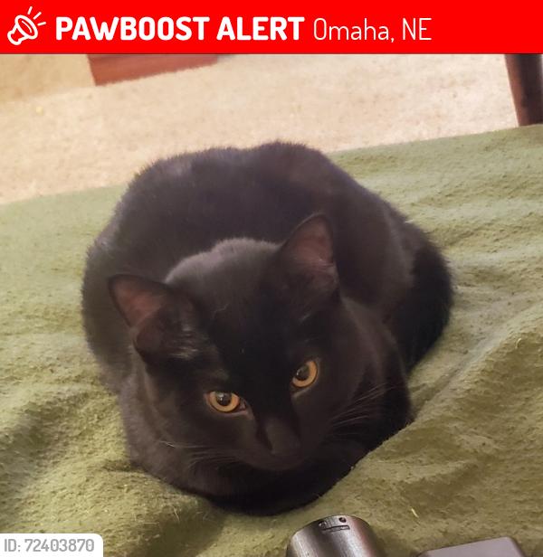 Lost Male Cat last seen 35th and Jackson Sts, Omaha, NE 68105