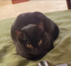 Lost Male Cat last seen 35th and Jackson Sts, Omaha, NE 68105