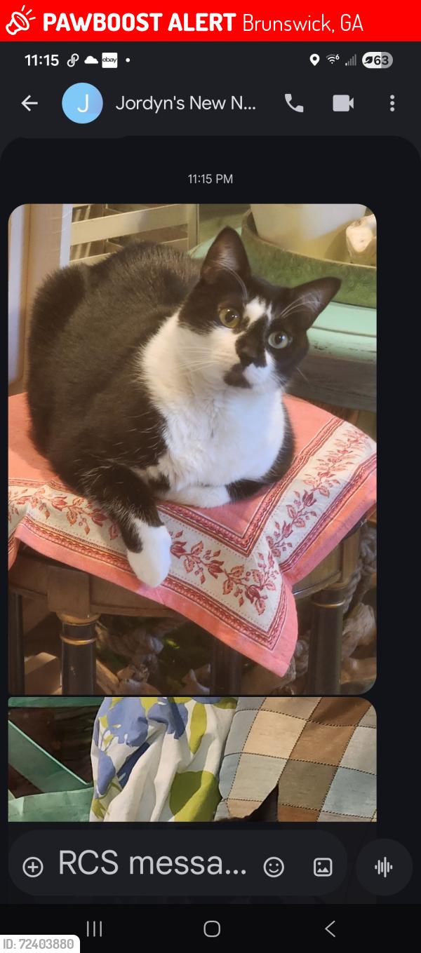 Lost Female Cat last seen Near Terry Dr. Brunswick, Ga 31520, Brunswick, GA 31520