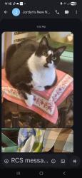 Lost Female Cat last seen Near Terry Dr. Brunswick, Ga 31520, Brunswick, GA 31520
