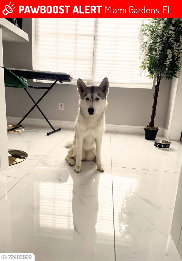 Lost Female Dog last seen 5th Avenue , Miami Gardens, FL 33056