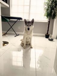 Lost Female Dog last seen 5th Avenue , Miami Gardens, FL 33056