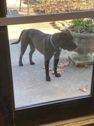 Lost Male Dog last seen Near Green road Murray county high school, Chatsworth, GA 30705