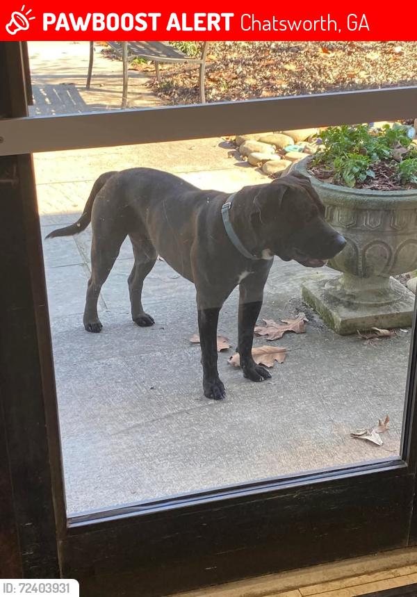 Lost Male Dog last seen Near Green road Murray county high school, Chatsworth, GA 30705