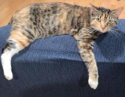 Lost Female Cat last seen Garrett St, Queens, NY 11434