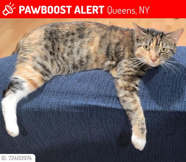 Lost Female Cat last seen Garrett St, Queens, NY 11434