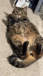 Lost Female Cat last seen Sonia Sotomayor high school, San Antonio, TX 78254
