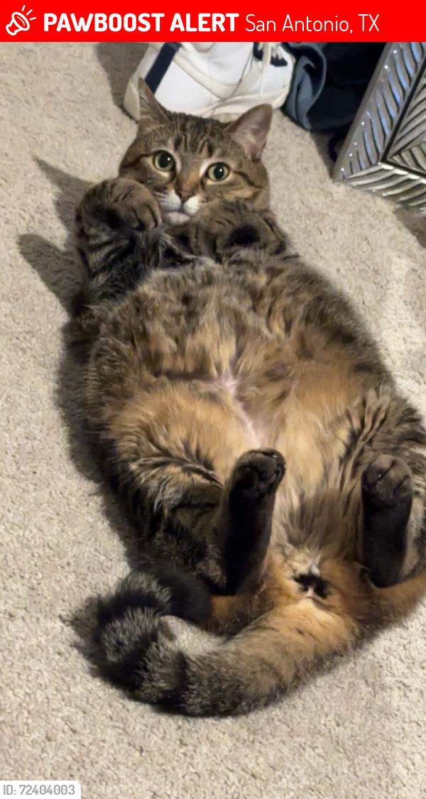 Lost Female Cat last seen Sonia Sotomayor high school, San Antonio, TX 78254