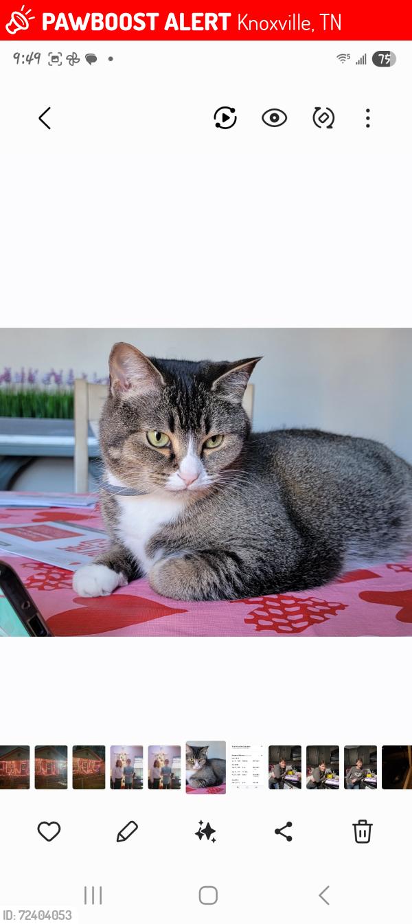 Lost Female Cat last seen Liberty , Knoxville, TN 37919