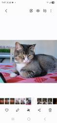 Lost Female Cat last seen Liberty , Knoxville, TN 37919
