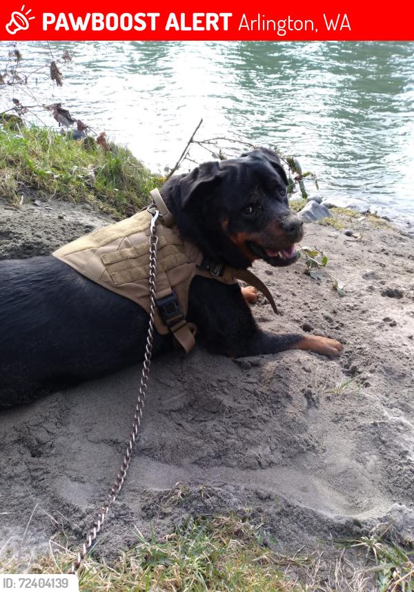 Lost Male Dog last seen Everett pound, Arlington, WA 98223