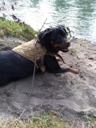Lost Male Dog last seen Everett pound, Arlington, WA 98223