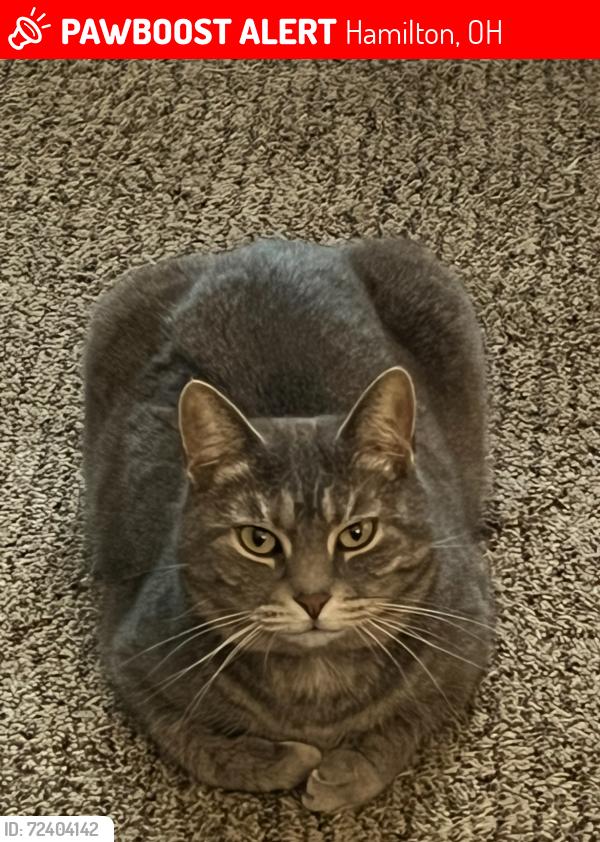 Lost Female Cat last seen Morris rd. Fairfield East School/ YMCA, Hamilton, OH 45011