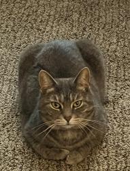 Lost Female Cat last seen Morris rd. Fairfield East School/ YMCA, Hamilton, OH 45011