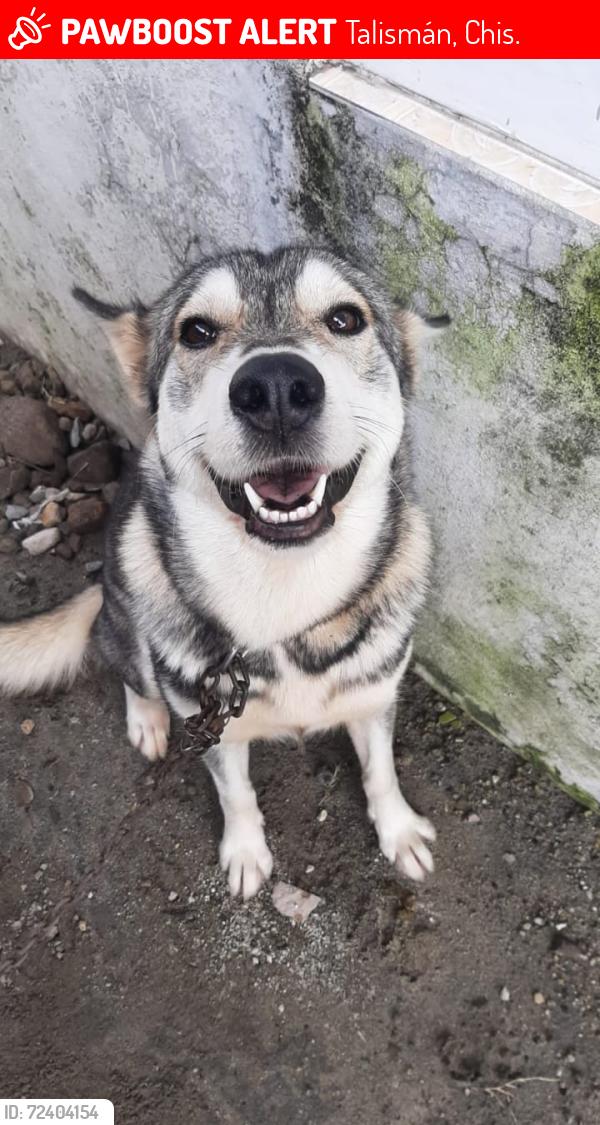 Lost Female Dog last seen Barrio el chical, Talismán, Chis. 30875