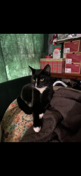 Lost Female Cat last seen Woodside rd and kentfield by Jack and the box, Redwood City, CA 94061