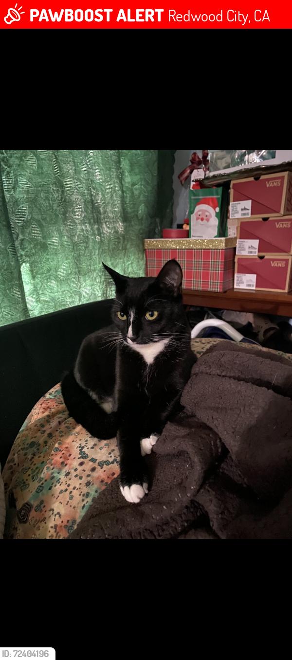 Lost Female Cat last seen Woodside rd and kentfield by Jack and the box, Redwood City, CA 94061