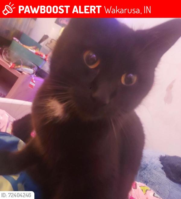 Lost Male Cat last seen W Wabash Ave and S Olive St, Wakarusa, IN 46573