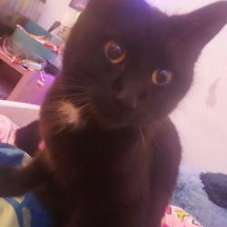 Lost Male Cat last seen W Wabash Ave and S Olive St, Wakarusa, IN 46573