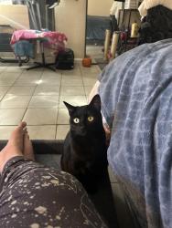 Lost Female Cat last seen Near canoga st, Montclair, CA 91763