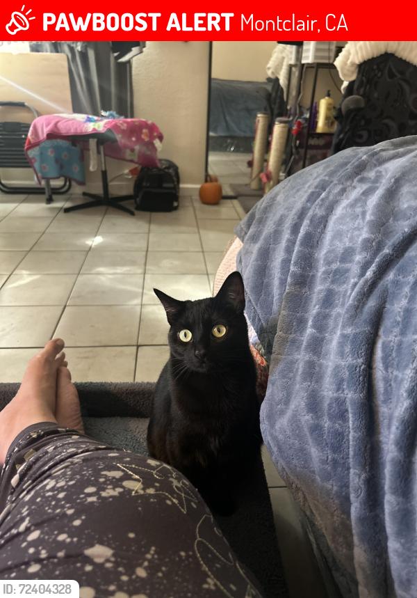 Lost Female Cat last seen Near canoga st, Montclair, CA 91763