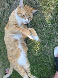 Lost Male Cat last seen NE 123rd st & 36th Ave NE, Seattle, WA 98125