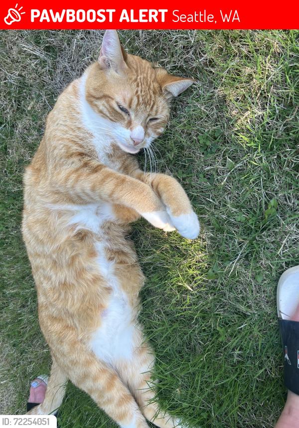 Lost Male Cat last seen NE 123rd st & 36th Ave NE, Seattle, WA 98125