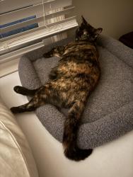 Lost Female Cat last seen Emma Rd & Blythewood Rd, Blythewood, SC 29016