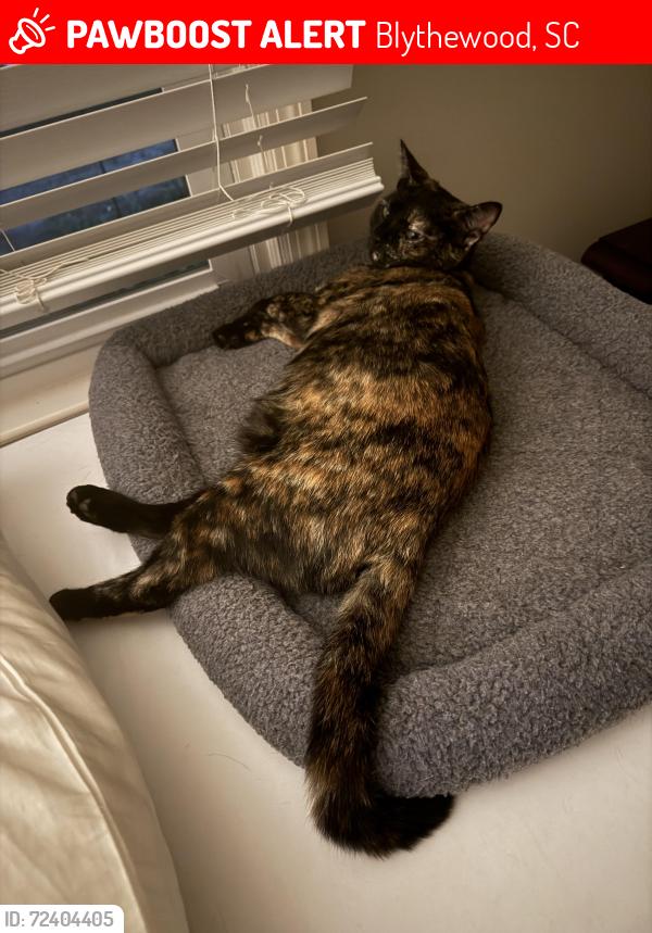 Lost Female Cat last seen Emma Rd & Blythewood Rd, Blythewood, SC 29016