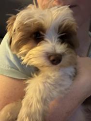 Lost Male Dog last seen Britton Rd/521, Sumter County, SC 29153