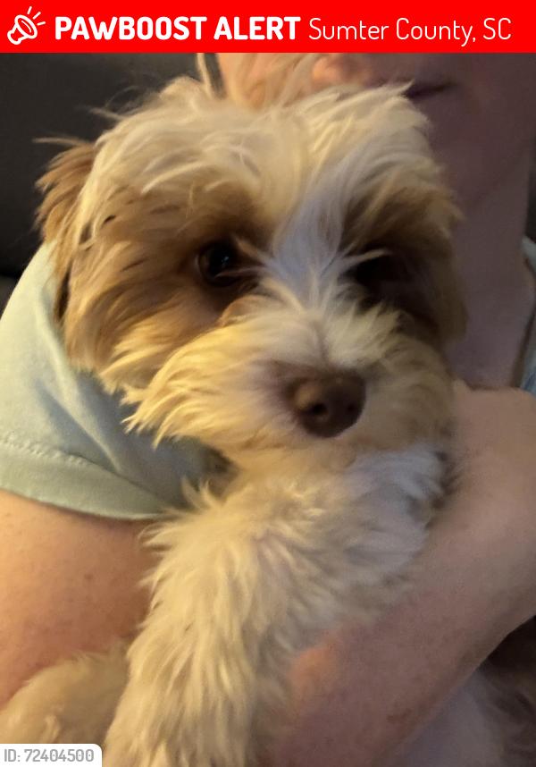 Lost Male Dog last seen Britton Rd/521, Sumter County, SC 29153