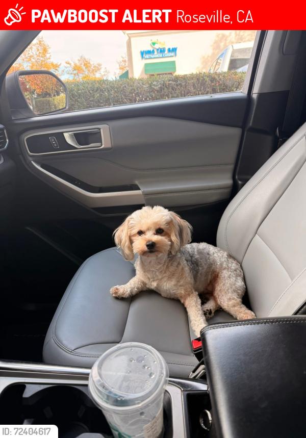 Lost Male Dog last seen Lori Ct. and Courtney Way, Roseville, CA 95747