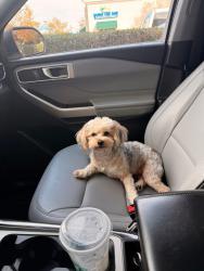 Lost Male Dog last seen Lori Ct. and Courtney Way, Roseville, CA 95747
