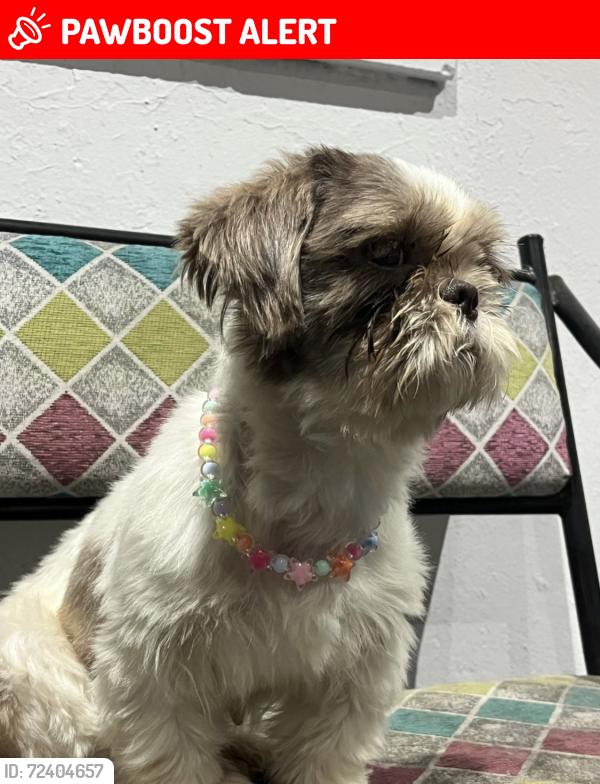 Lost Female Dog last seen Near de septiembre y Halcones, calle arroyo , San Nicolás de los Garza, N.L. 